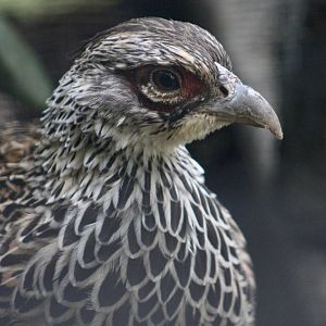 Cheer Pheasant (Catreus wallichii) female