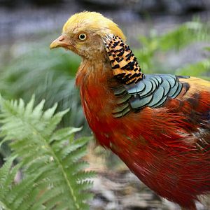 Golden Pheasant (Chrysolophus pictus)
