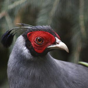 Siamese Fireback (Lophura diardi) male