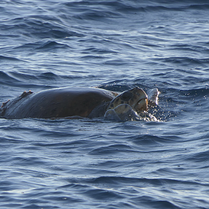 Loggerhead Sea Turtle