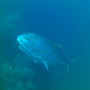 Golden Trevally (Gnathanodon speciosus)