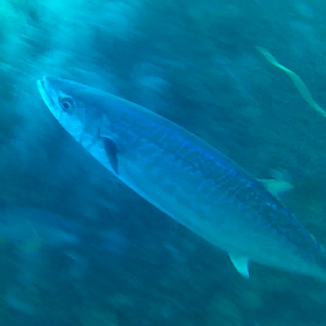 Shark Mackerel (Grammatorcynus bicarinatus)