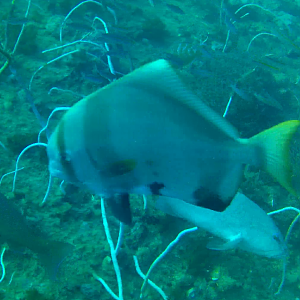 Hump Batfish (Platax batavianus)