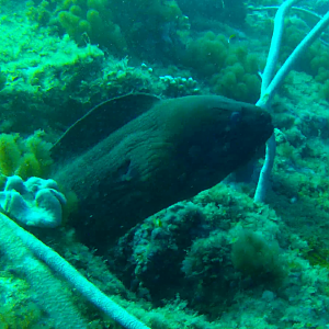 Giant Moray (Gymnothorax javanicus)