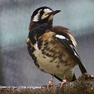 Chestnut-Backed Thrush (Geokichla dohertyi)