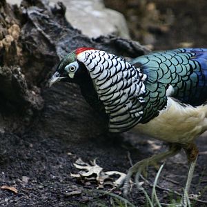Lady Amherst's Pheasant (Chrysolophus amherstiae) male