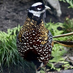 Reeves' Pheasant (Syrmaticus reevesii) male