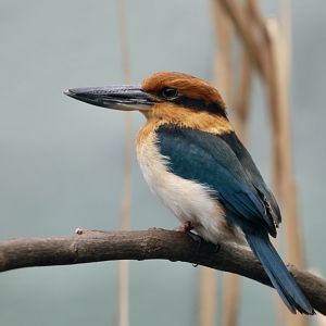 Guam Kingfisher (Todiramphus cinnamominus) female
