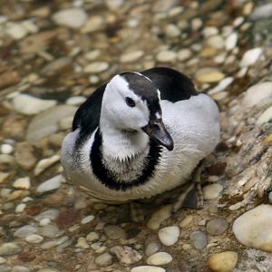 Cotton Pygmy Goose (Nettapus coromandelianus) male