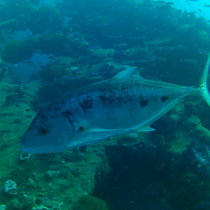 Yellow-spotted Trevally (Turrum fulvoguttatum)