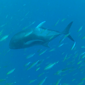 Giant Trevally (Caranx ignobilis)
