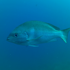 Crimson Snapper (Lutjanus erythropterus)