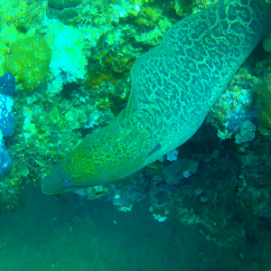 Giant Moray (Gymnothorax javanicus)