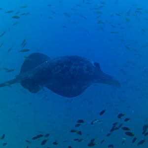 Blotched Fantail Ray (Taeniurops meyeni)