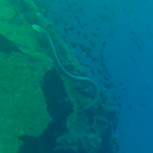 Olive Sea Snake (Aipysurus laevis)