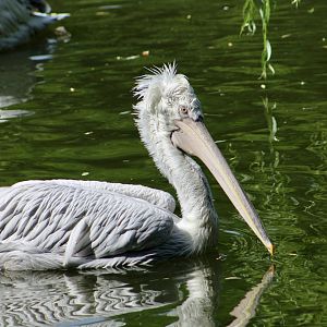 Dalmatian Pelican (Pelecanus crispus)