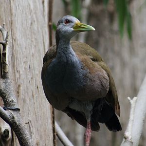 Giant Wood Rail (Aramides ypecaha)
