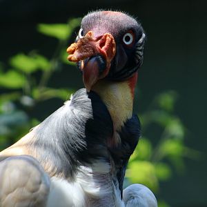 King Vulture (Sarcoramphus papa)