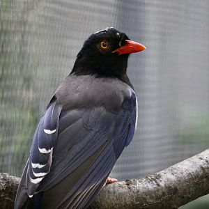 Red-Billed Blue Magpie (Urocissa erythroryncha)