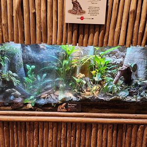 Black-breasted Leaf Turtle exhibit