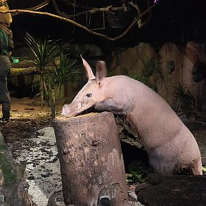 Aardvark