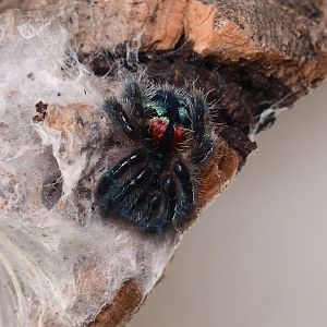 Baby Brazilian jewel tarantula (Typhochlaena seladonia)