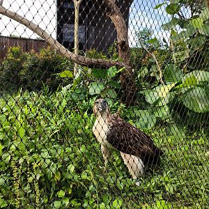 Philippine Eagle