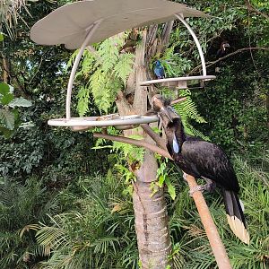 Black-Casqued Hornbill