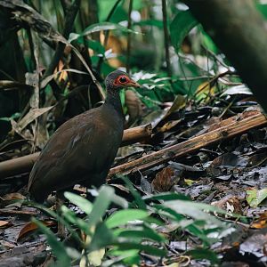Tabon Scrubfowl (Megapodius cumingii)