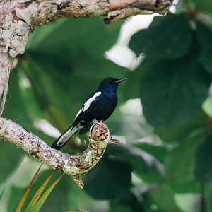 Oriental Magpie Robin (Copsychus saularis)