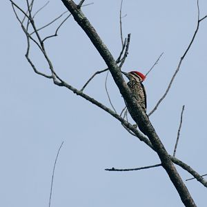 Common Flameback (Dinopium javanense), male