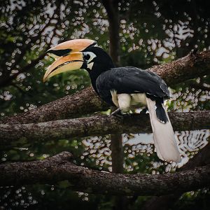 Oriental Pied Hornbill (Anthracoceros albirostris), male