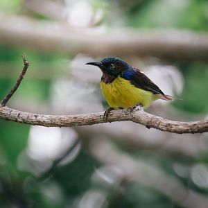 Brown Throated Sunbird (Anthreptes malacensis), Male