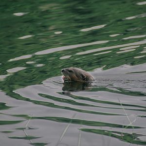 Otter