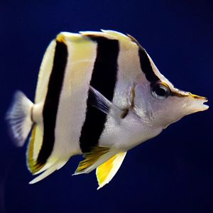 Pete Basabei's Butterfly Fish