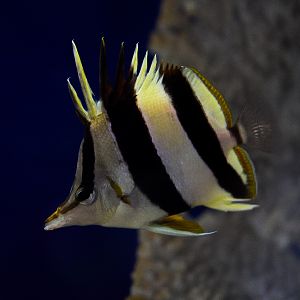 Pete Basabei's Butterfly Fish