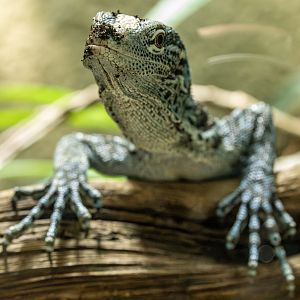 Blue tree monitor : Chester Zoo : 24 Jun 2024