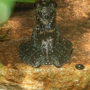Bornean rock frog : Chester Zoo : 24 Jun 2024