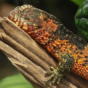 Chinese crocodile lizard : Chester Zoo : 24 Jun 2024