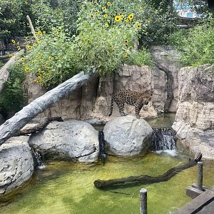 Jaguar Enclosure