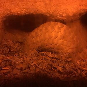 Old Pangolin Exhibit