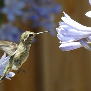 Anna’s hummingbird