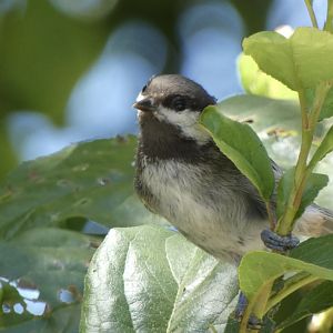 Chestnut backed chickadee