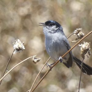 Coastal California gnatcatcher singing