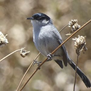 Coastal California gnatcatcher