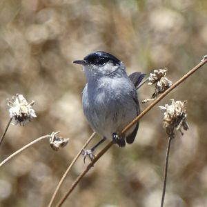 Coastal California gnatcatcher