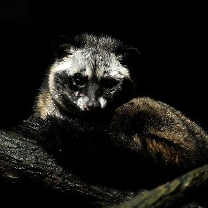 Sumatran Palm Civet