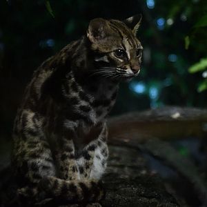 Leopard Cat