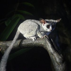Senegal Bushbaby