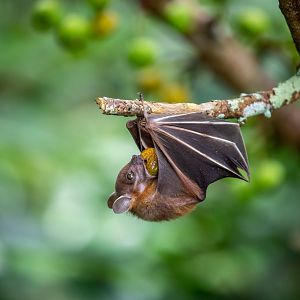 Lesser Dog-faced Fruit Bat (Cynopterus brachyotis)